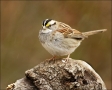 Sparrow;North-Carolina;White-throated-Sparrow;Zonotrichia-albicollis;one-animal;